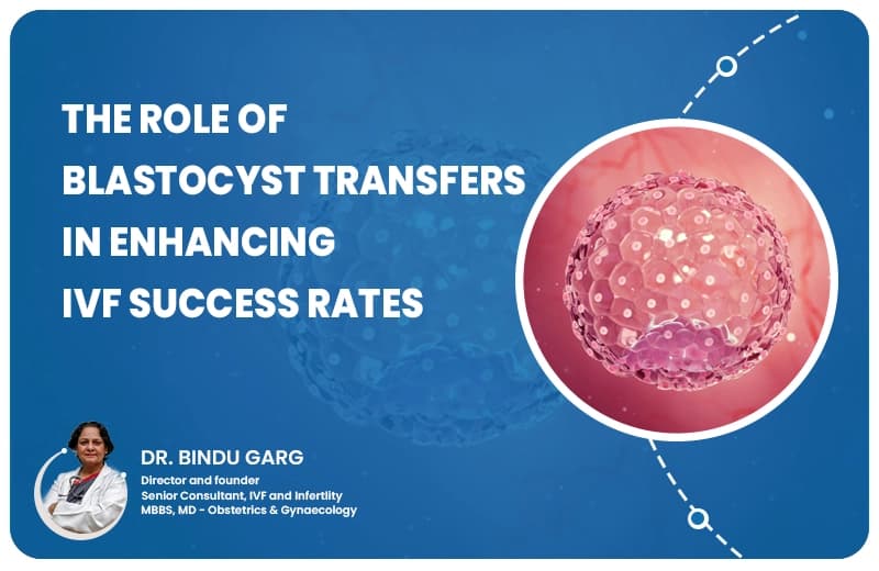 The Role of Blastocyst Transfers in Enhancing IVF Success Rates